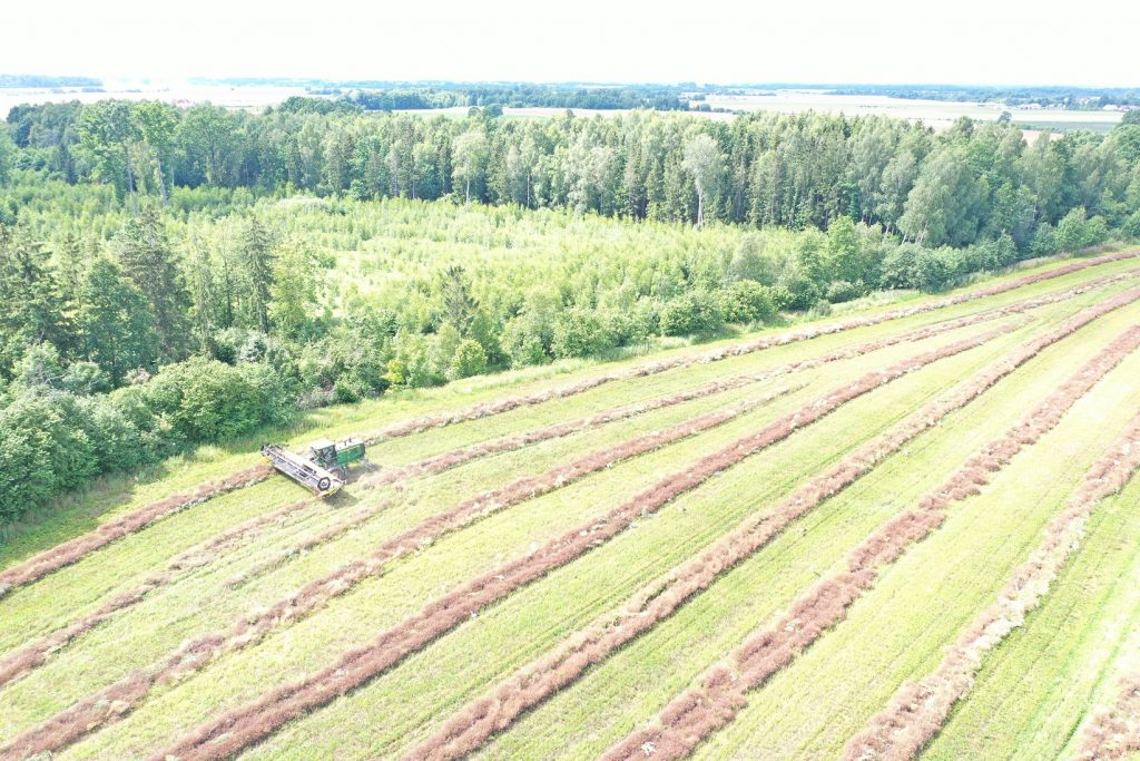 Kartu įsigiję kmynų pjovimo į pradalges kombainą, kooperatyvo nariai gali greitai ir kokybiškai nukulti vaistingąsias sėklas.